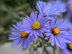 Symphyotrichum novi-belgii novi-belgii