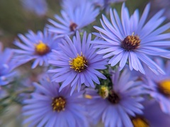 Symphyotrichum novi-belgii novi-belgii