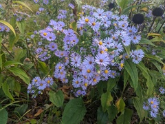 Symphyotrichum novi-belgii novi-belgii