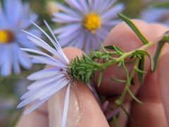Symphyotrichum novi-belgii novi-belgii