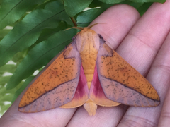 Syssphinx bisecta