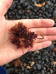 Chondrus