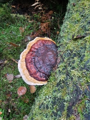 Fomitopsis pinicola