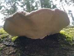 Fomitopsis pinicola