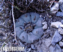 Lophophora williamsii