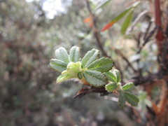 Polylepis