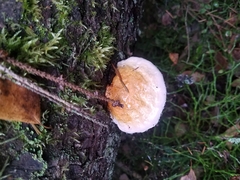 Fomitopsis pinicola