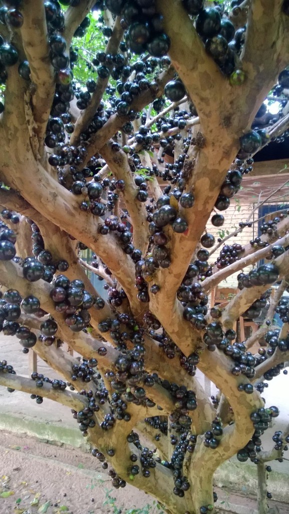 Plinia spp. 'Gigante' Jaboticaba