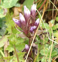 Gentianella anisodonta