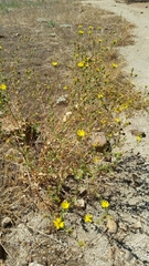 Grindelia hallii