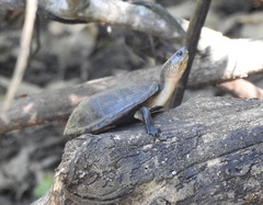 Kinosternon chimalhuaca