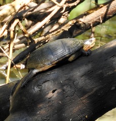 Kinosternon chimalhuaca
