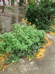 Urtica dioica dioica