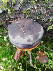 Fomitopsis pinicola