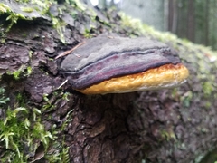 Fomitopsis pinicola
