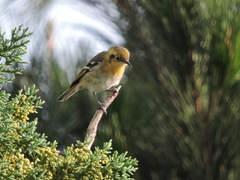 Peucedramus taeniatus