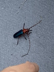 Stenaspis verticalis insignis