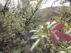 Polylepis