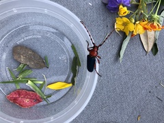 Stenaspis verticalis insignis