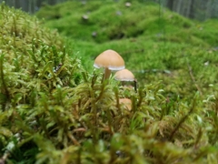 Agaricales