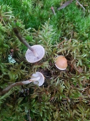 Agaricales