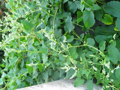 Fallopia baldschuanica