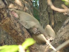 Macaca mulatta