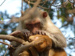Macaca mulatta