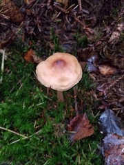 Agaricales