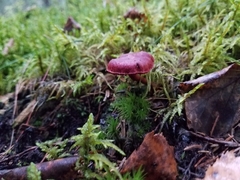 Cortinarius sanguineus