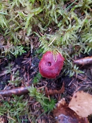 Cortinarius sanguineus