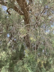 Tamarix aphylla