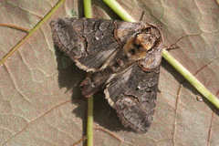 Abrostola asclepiadis