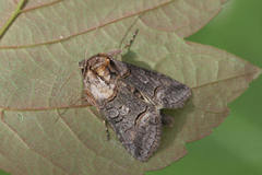 Abrostola asclepiadis