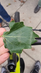 Angiospermae