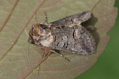 Abrostola asclepiadis