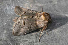 Abrostola asclepiadis