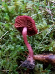 Cortinarius sanguineus