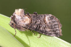 Abrostola asclepiadis