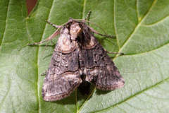 Abrostola asclepiadis