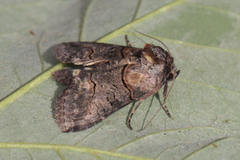 Abrostola asclepiadis