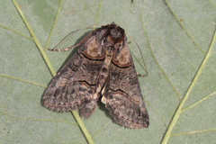 Abrostola asclepiadis