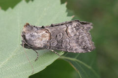 Abrostola asclepiadis