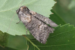 Abrostola asclepiadis