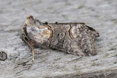 Abrostola asclepiadis