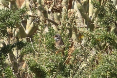 Curruca conspicillata