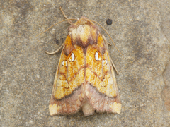 Papaipema leucostigma