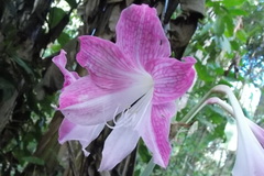 Hippeastrum reticulatum