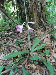 Hippeastrum reticulatum