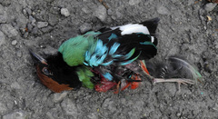 Pitta sordida cucullata